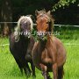 American_Modern_Shetland_Pony_1_(7)