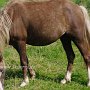 American_Modern_Shetland_Pony_1_(74)