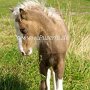 American_Modern_Shetland_Pony_1_(78)