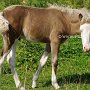 American_Modern_Shetland_Pony_1_(83)