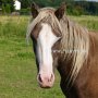 American_Modern_Shetland_Pony_1_(88)