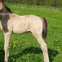 Arabisch_Partbred11_(17)