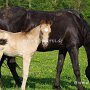 Arabisch_Partbred_+_Arabisches_Vollblut1_(1)