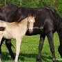 Arabisch_Partbred_+_Arabisches_Vollblut1_(1)