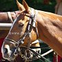 Argentinisches_Polo_Pferd_77_(1)