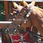 Argentinisches_Polo_Pferd_77_(12)