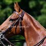 Argentinisches_Polo_Pferd_77_(17)