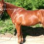 Brandenburger_Warmblut_13