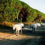 Camargue_Pferd_01