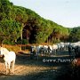 Camargue_Pferd_02