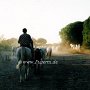 Camargue_Pferd_07