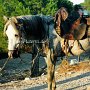 Camargue_Pferd_11