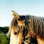 Camargue_Pferd_12