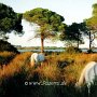 Camargue_Pferd_14