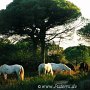 Camargue_Pferd_15