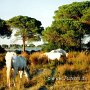 Camargue_Pferd_16