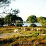 Camargue_Pferd_17