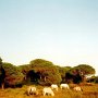 Camargue_Pferd_18