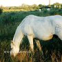 Camargue_Pferd_21