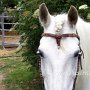 Camargue_Pferd_26