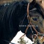 Connemara_Pony_01