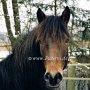 Connemara_Pony_02
