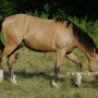 Curly_Cross_Horse_1_(1)