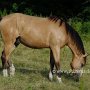 Curly_Cross_Horse_1_(2)