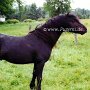 Dartmoor_Pony03