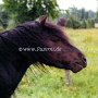 Dartmoor_Pony05