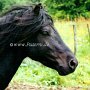 Dartmoor_Pony15