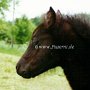 Dartmoor_Pony21