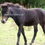Dartmoor_Pony27