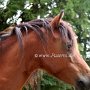 Dartmoor_Pony30