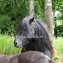 Dartmoor_Pony31