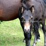 Dartmoor_Pony33
