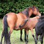 Dartmoor_Pony36