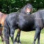 Dartmoor_Pony38