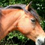 Dartmoor_Pony46