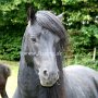 Dartmoor_Pony47