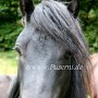 Dartmoor_Pony49