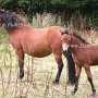 Dartmoor_Pony52