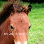 Dartmoor_Pony62