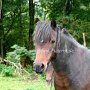 Dartmoor_Pony63