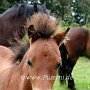 Dartmoor_Pony64