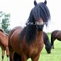 Dartmoor_Pony66