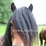 Dartmoor_Pony68