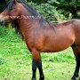 Dartmoor_Pony70