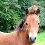 Dartmoor_Pony71