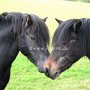 Dartmoor_Pony73